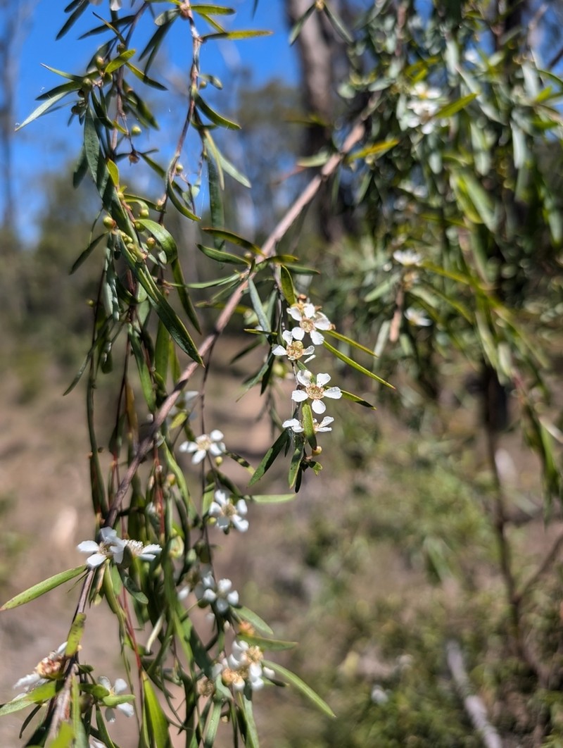 Gaudium lamellatum photo 3