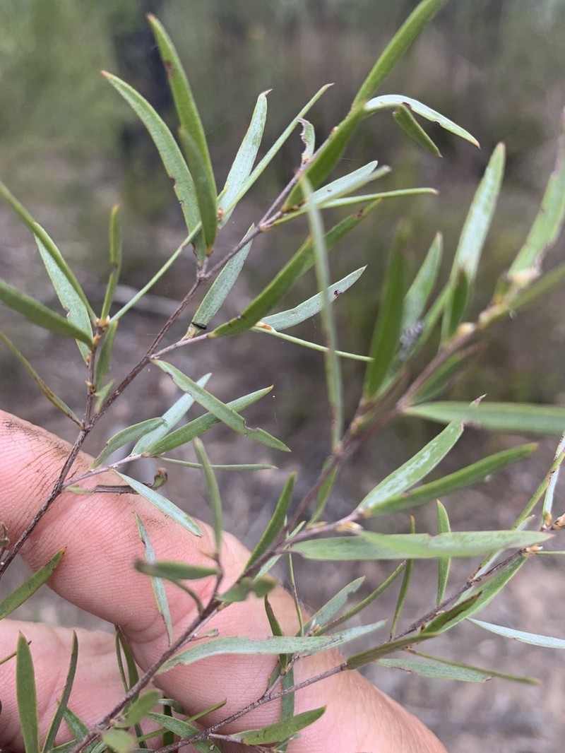 Gaudium lamellatum photo 4