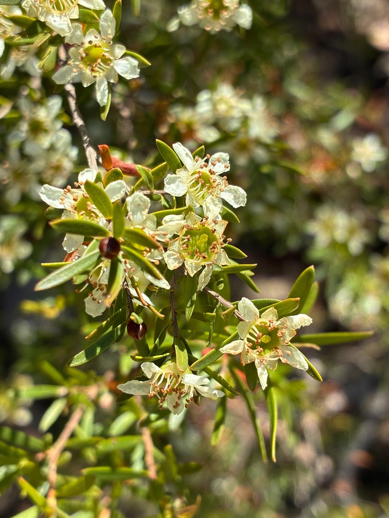 Gaudium lamellatum photo 5
