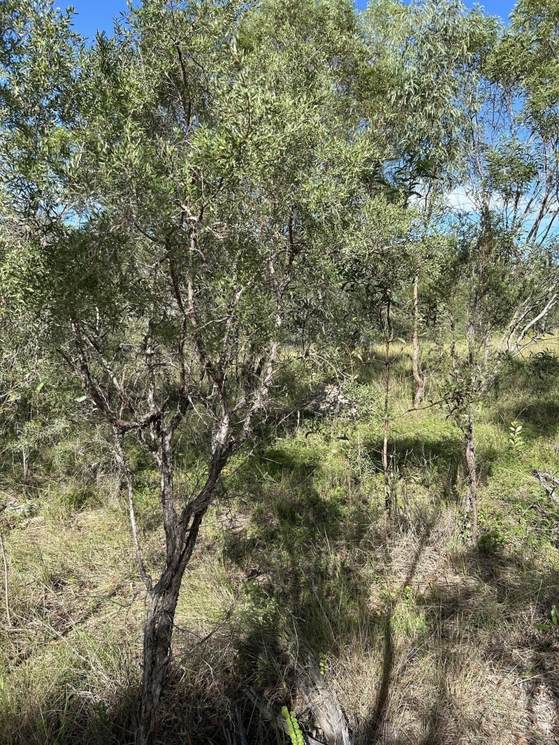 Gaudium lamellatum photo 6