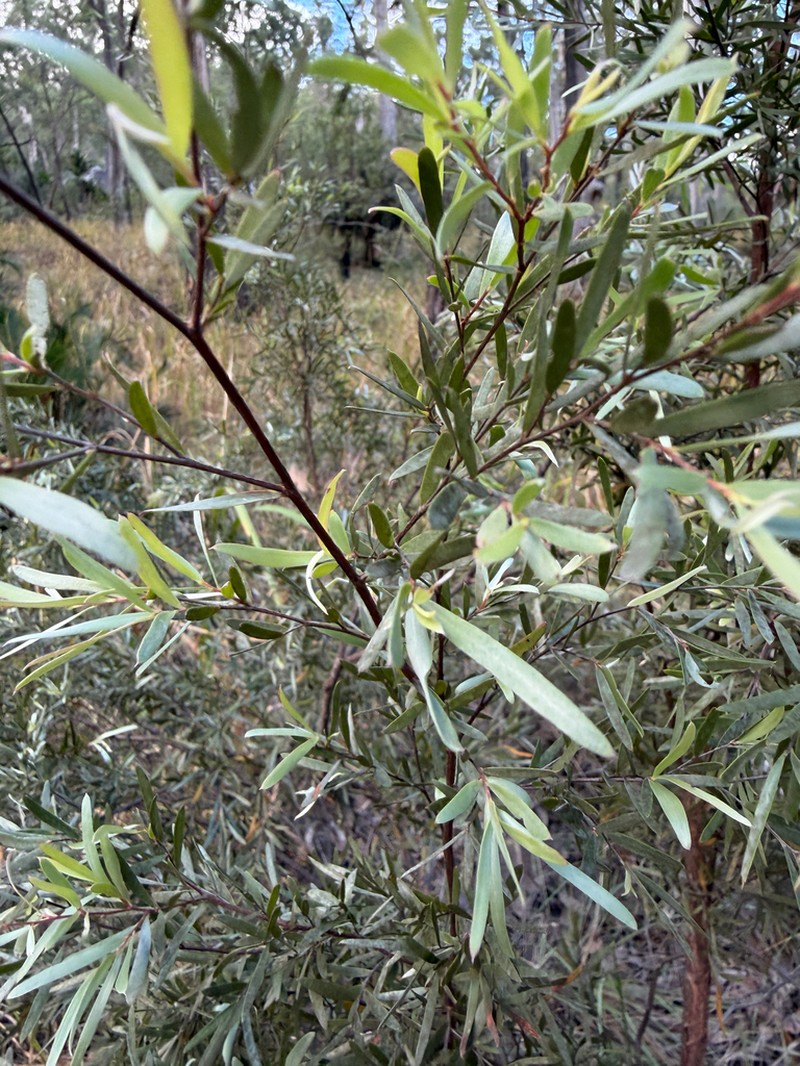 Gaudium lamellatum photo 7