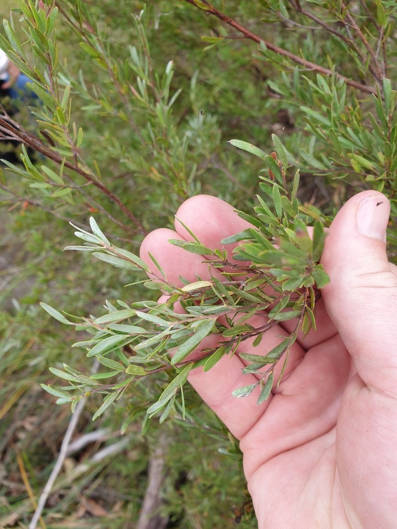 Gaudium lamellatum photo 8