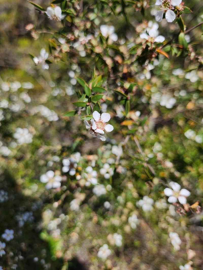 Gaudium microcarpum