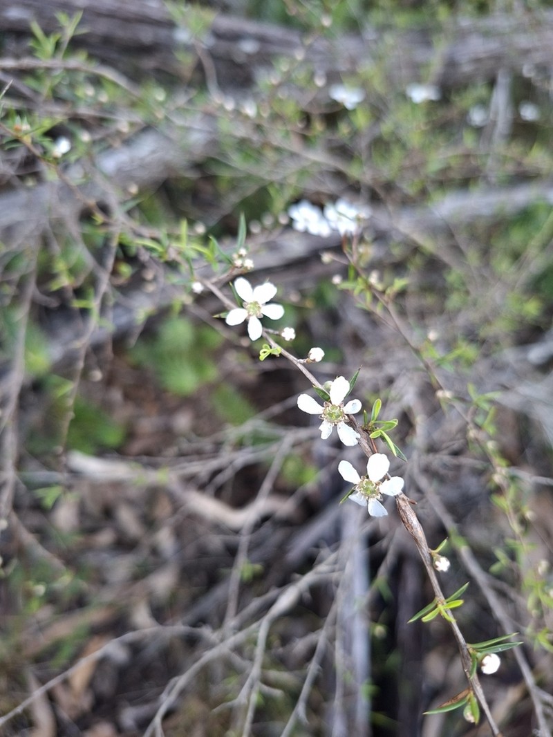 Gaudium microcarpum photo 3