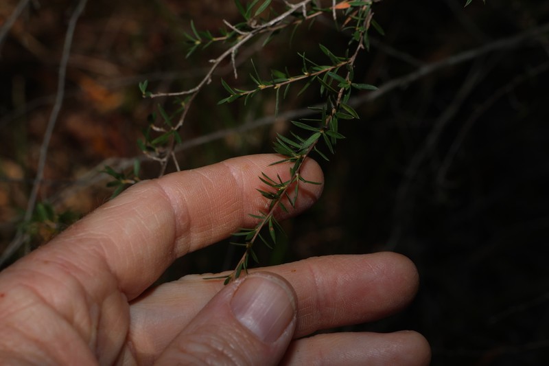 Gaudium microcarpum photo 8