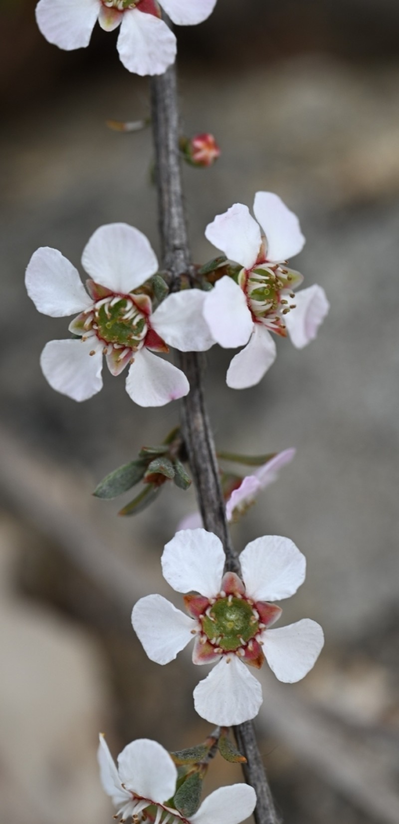 Gaudium multicaule photo 6