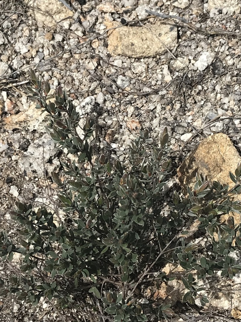 Gaudium namadgiense photo 3
