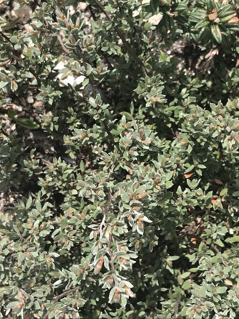 Gaudium namadgiense photo 4