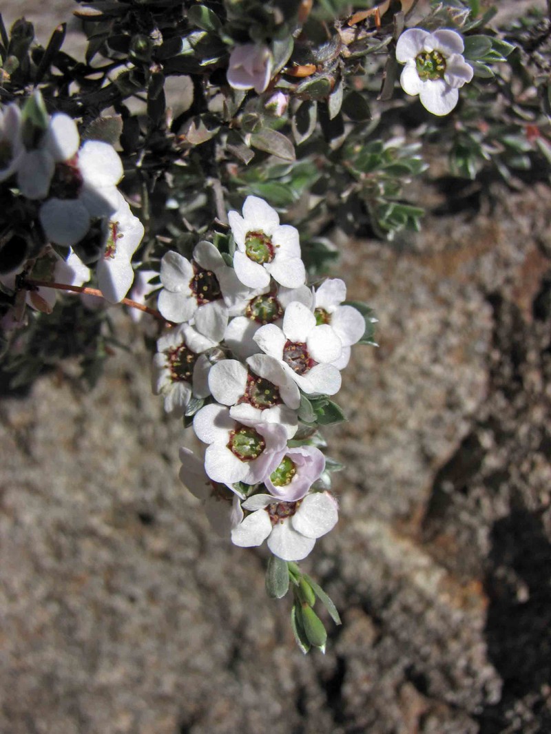 Gaudium namadgiense