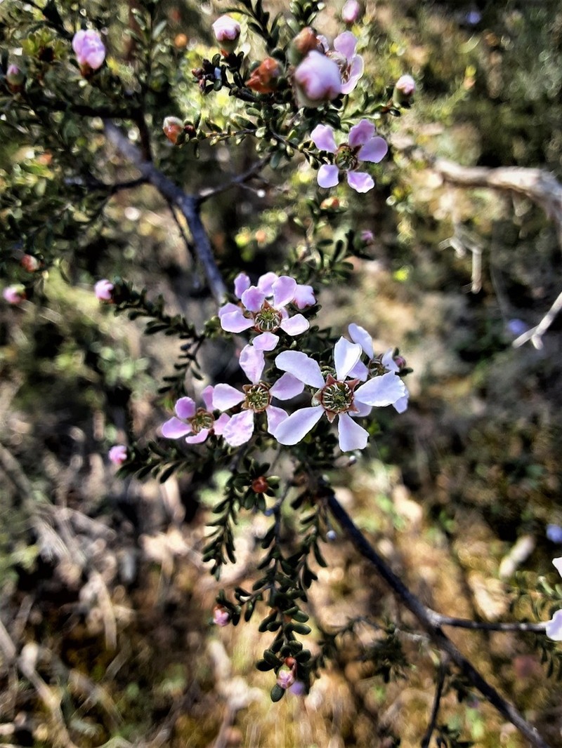 Gaudium parvifolium