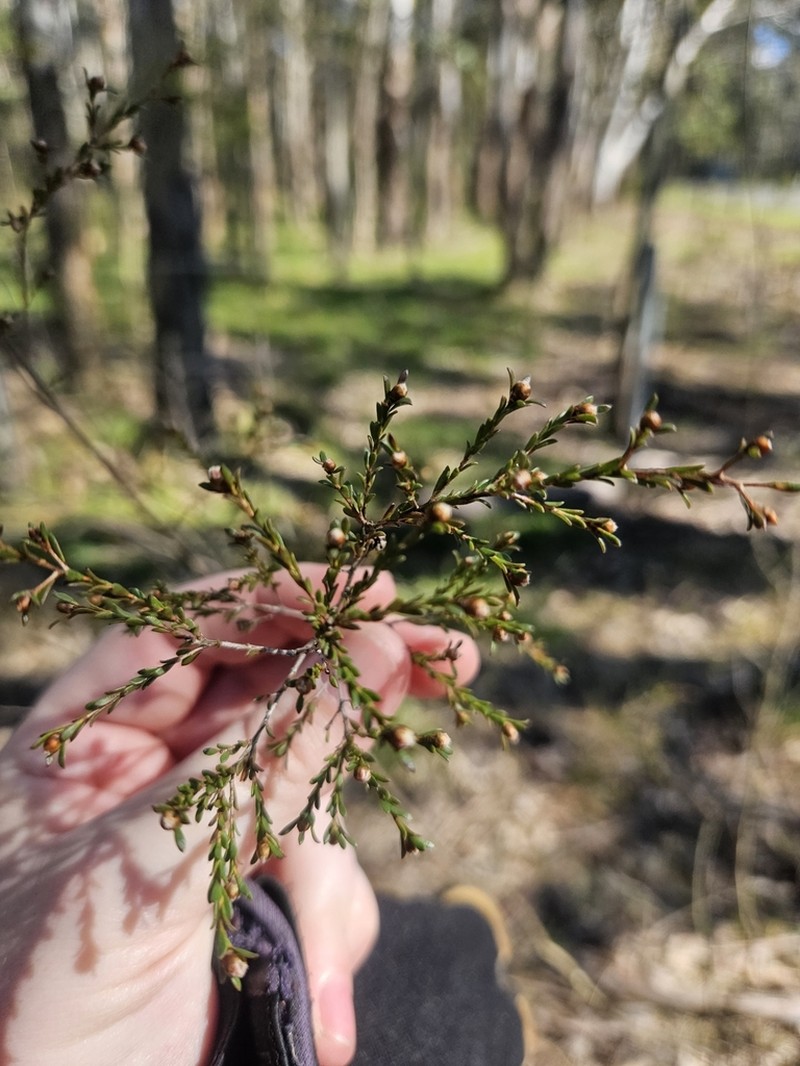 Gaudium parvifolium photo 2