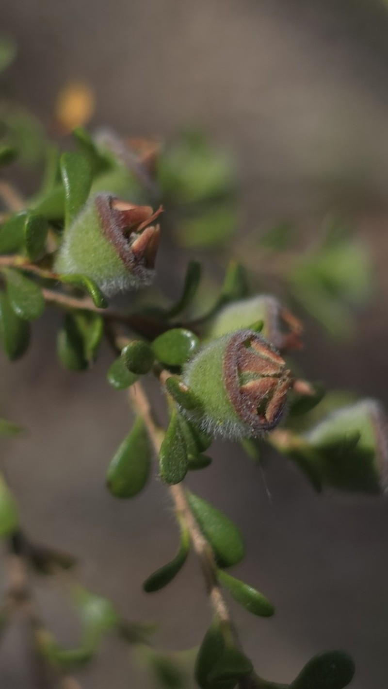 Gaudium parvifolium photo 3