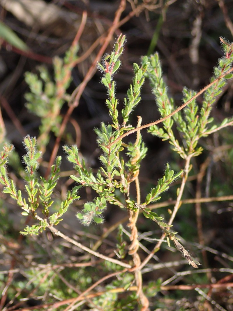 Gaudium parvifolium photo 4