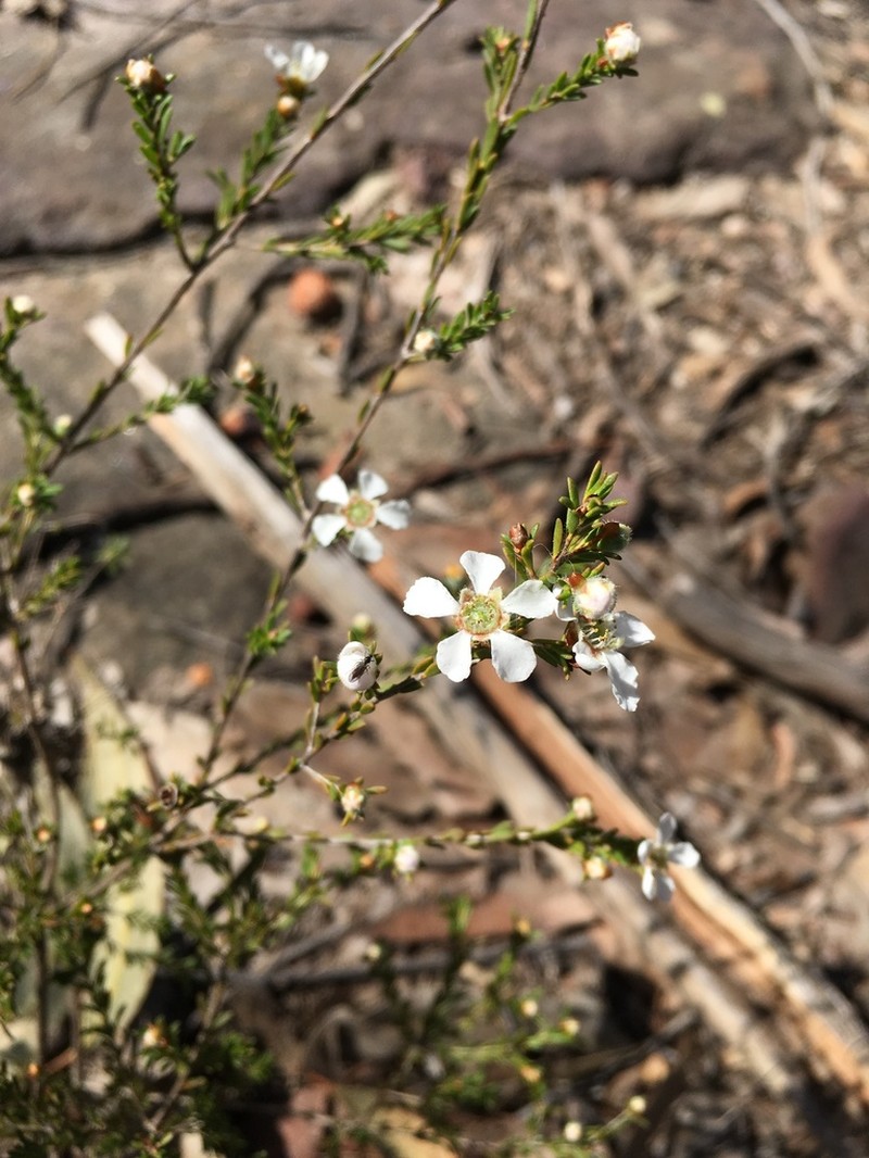 Gaudium parvifolium photo 5