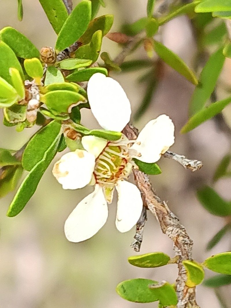 Gaudium parvifolium photo 6