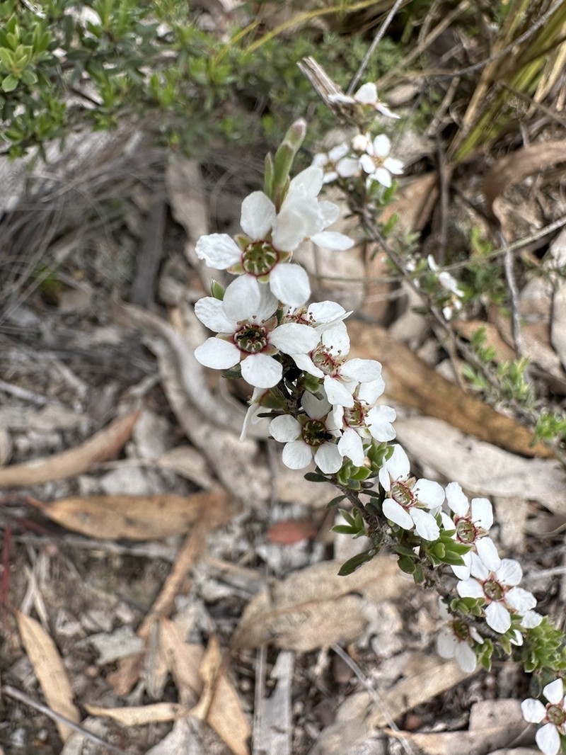 Gaudium parvifolium photo 7