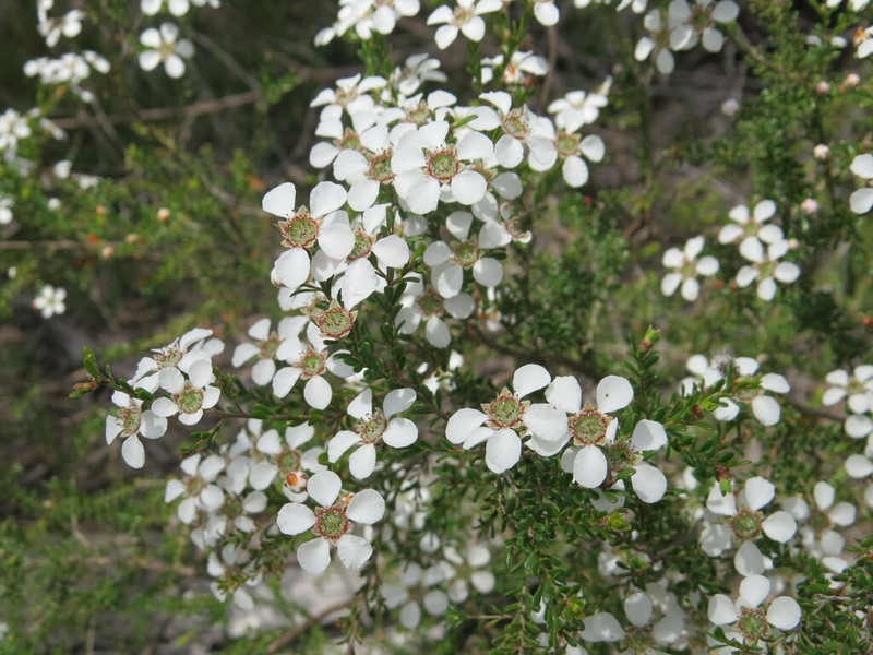 Gaudium parvifolium photo 8