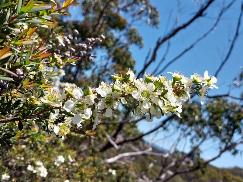 Gaudium polyanthum
