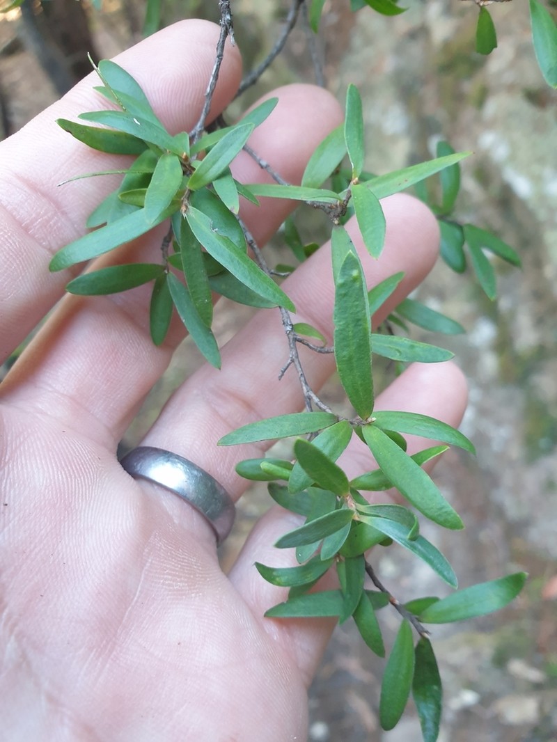 Gaudium polyanthum photo 2