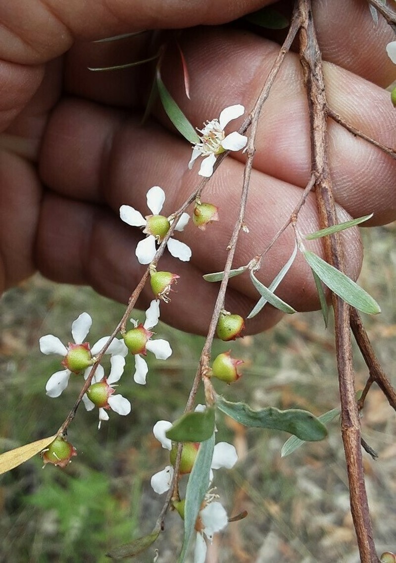 Gaudium polyanthum photo 3