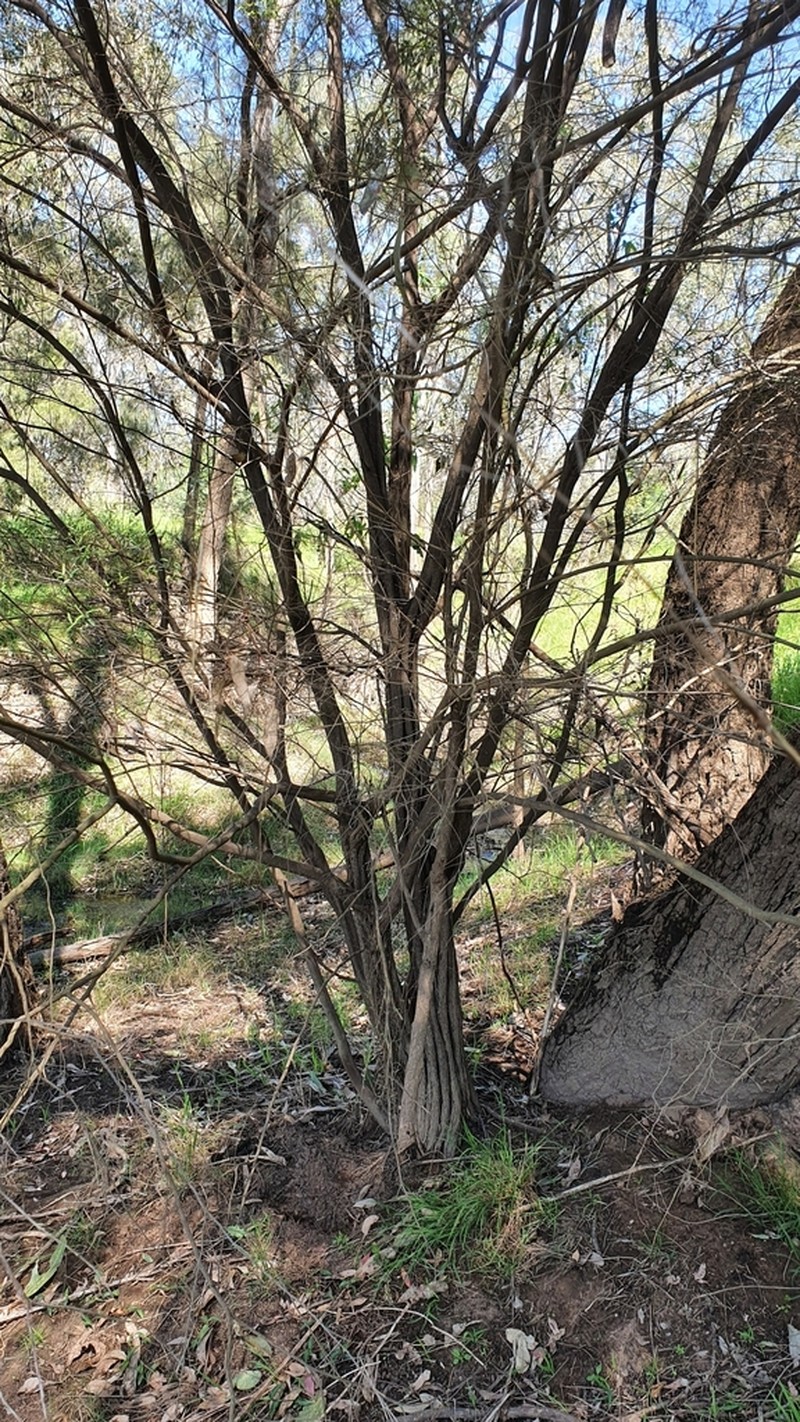 Gaudium polyanthum photo 4