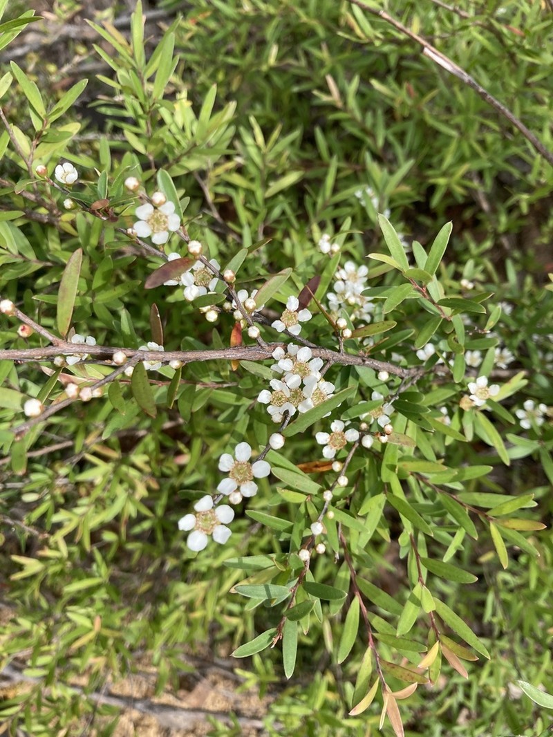 Gaudium polyanthum photo 6