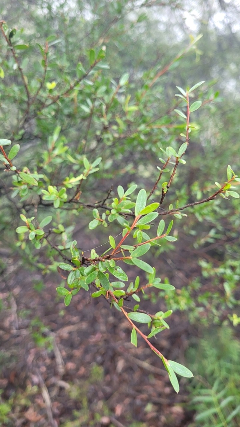 Gaudium polyanthum photo 7