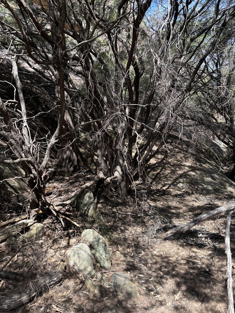 Gaudium polyanthum photo 8