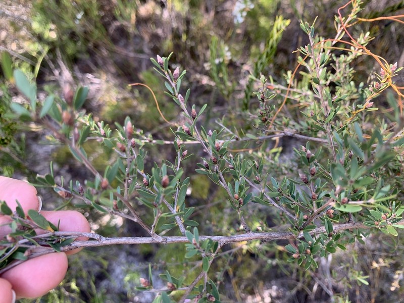 Gaudium semibaccatum