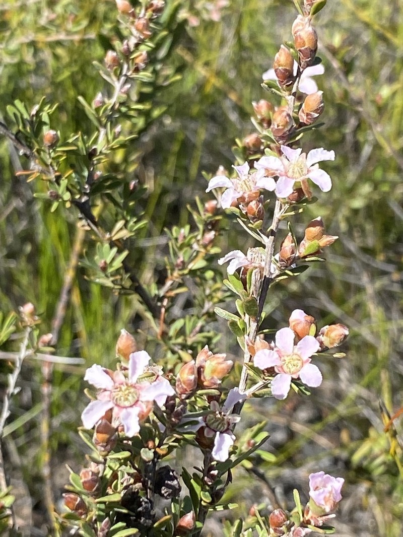 Gaudium semibaccatum photo 2