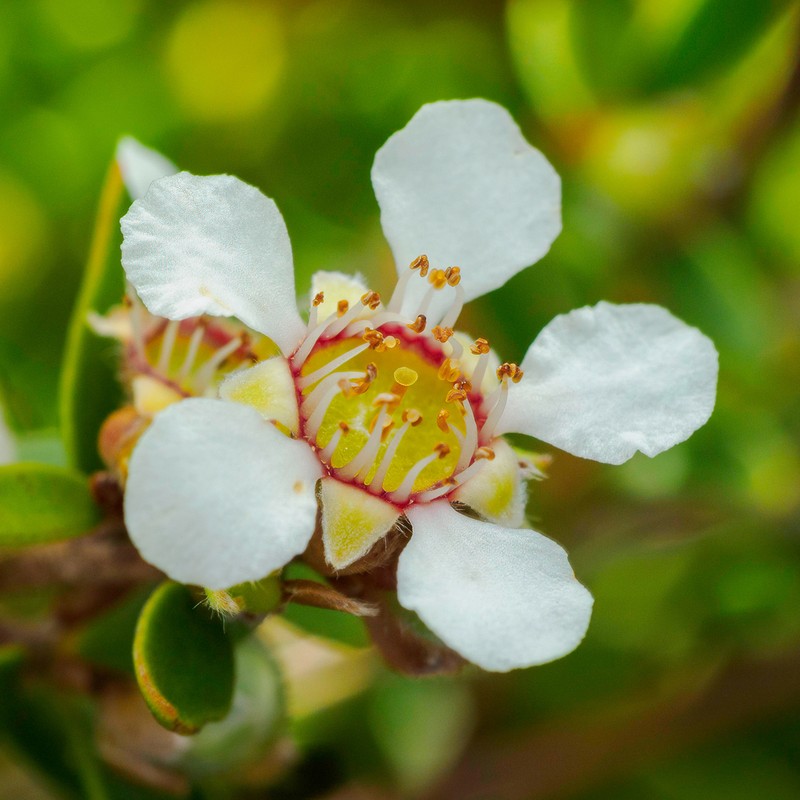 Gaudium semibaccatum photo 3