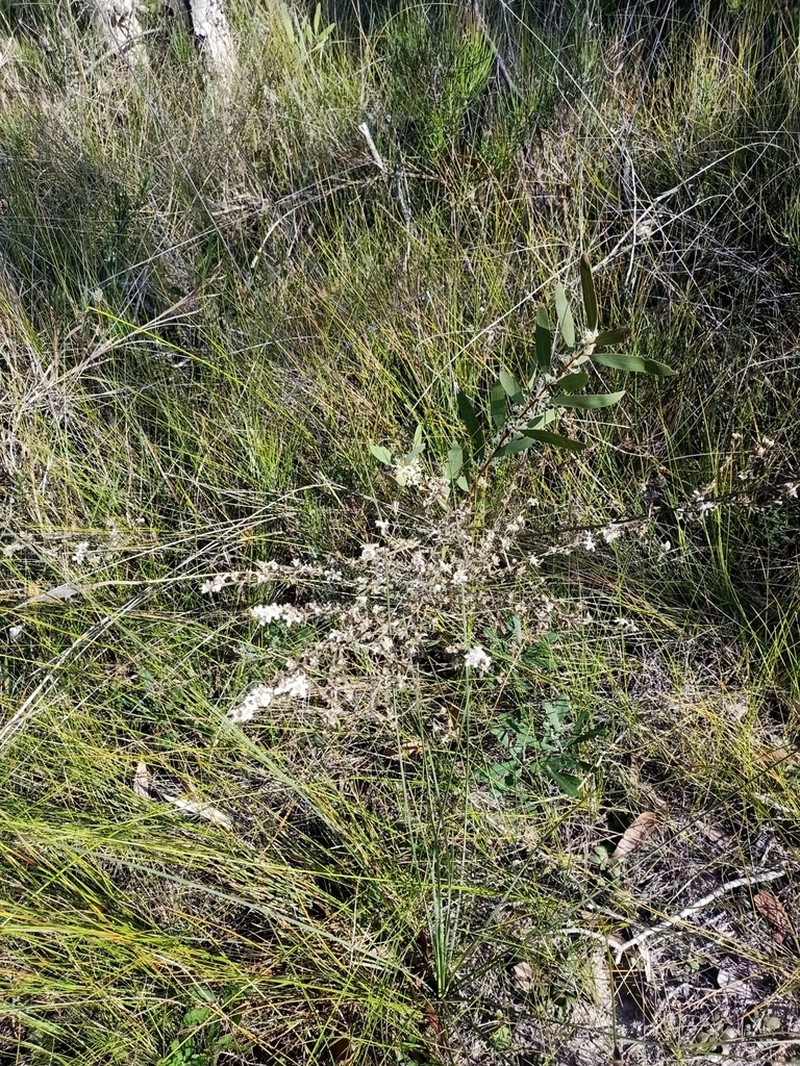 Gaudium semibaccatum photo 4