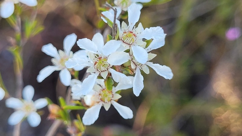 Gaudium semibaccatum photo 5