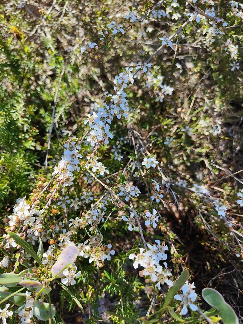 Gaudium semibaccatum photo 6