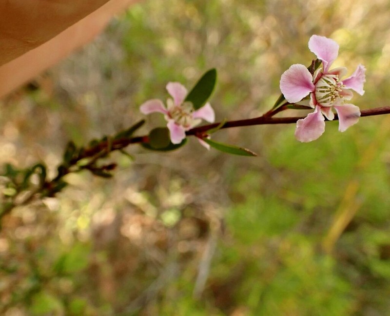 Gaudium semibaccatum photo 7