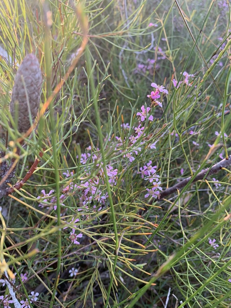 Gaudium semibaccatum photo 8