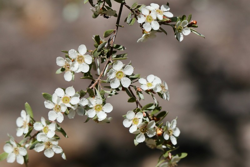 Gaudium sericatum photo 2