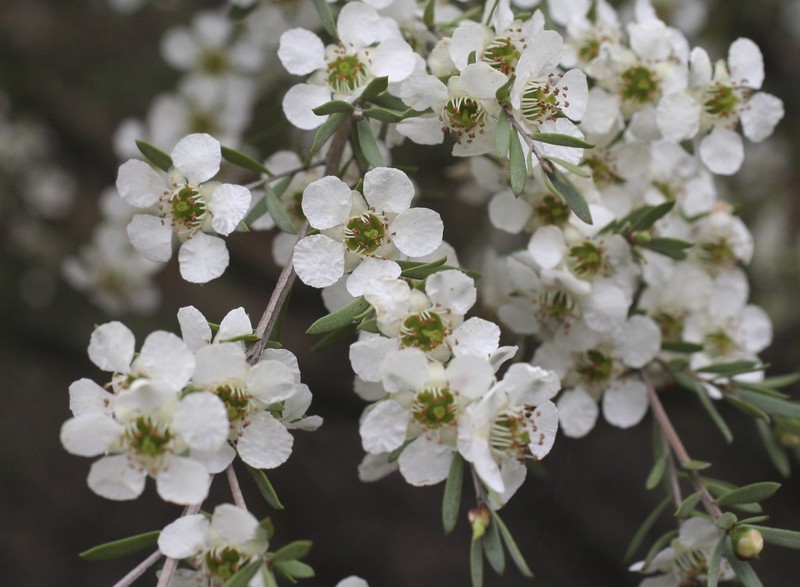 Gaudium sericatum
