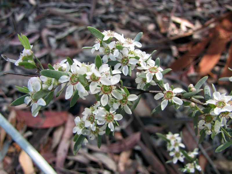 Gaudium sericatum photo 3