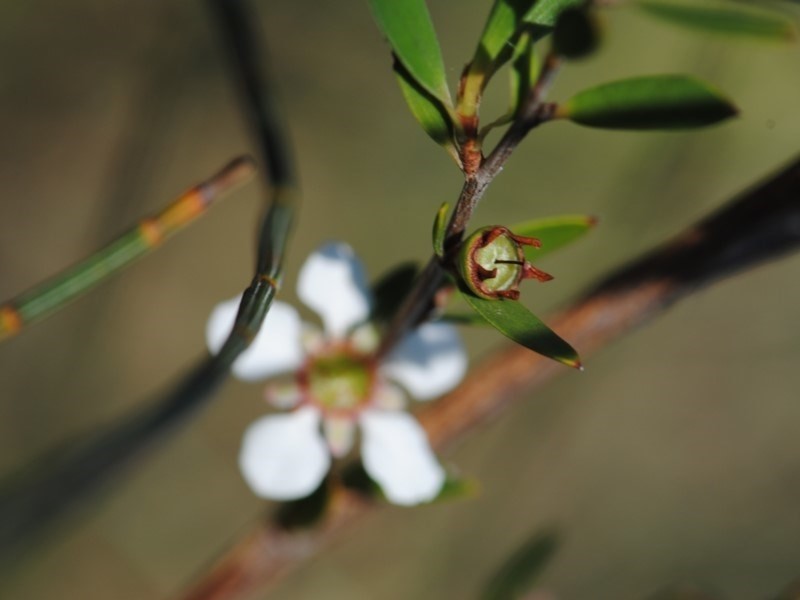Gaudium subglabratum photo 3