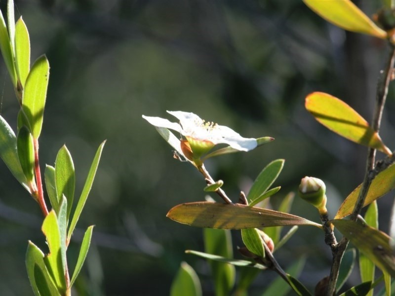 Gaudium subglabratum photo 4