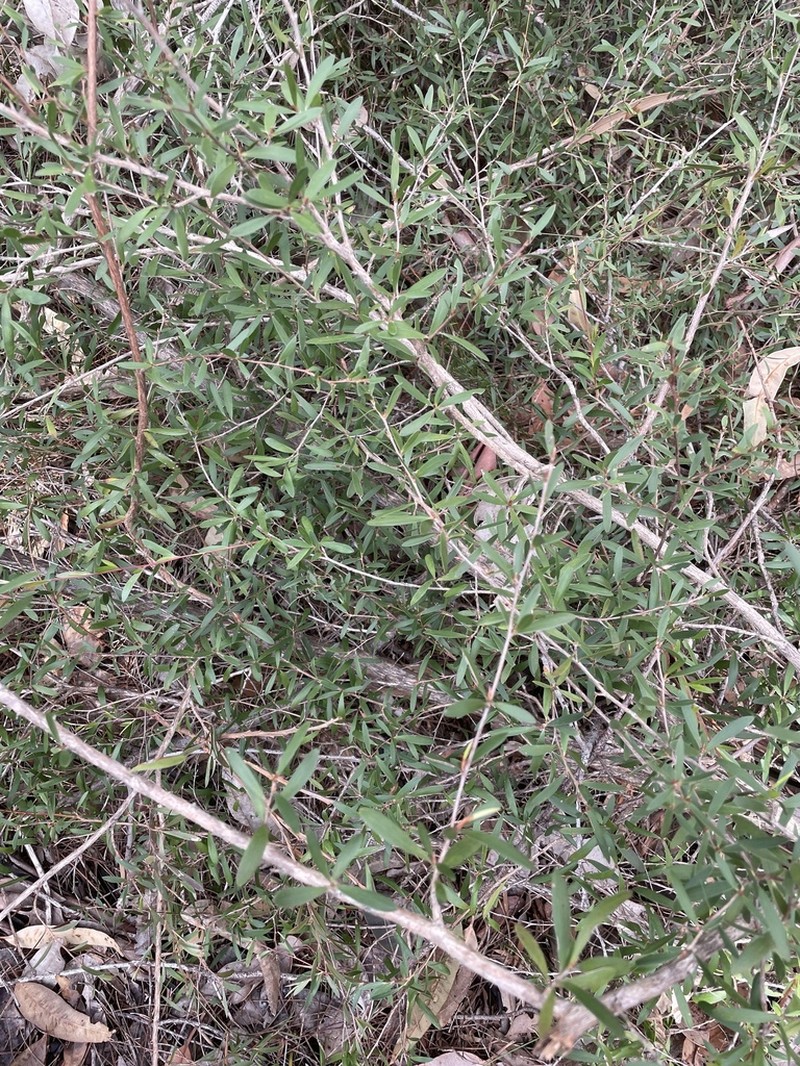 Gaudium subglabratum photo 6