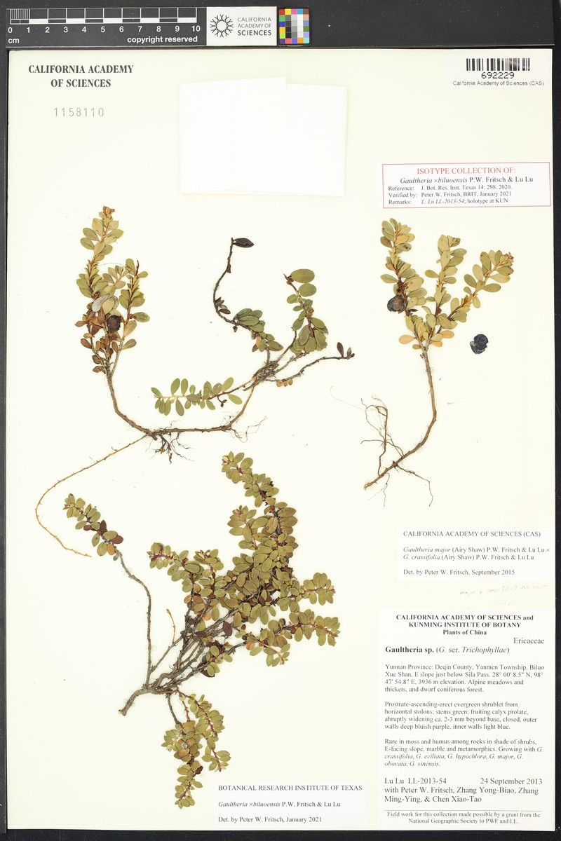 Gaultheria × biluoensis