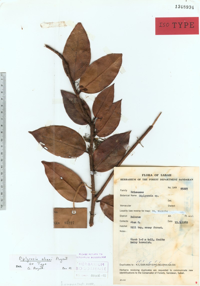 Gaultheria abanii