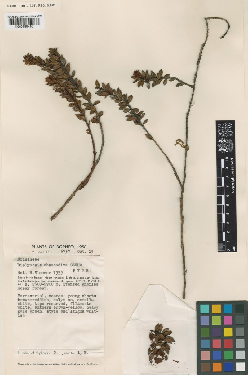 Gaultheria abscondita