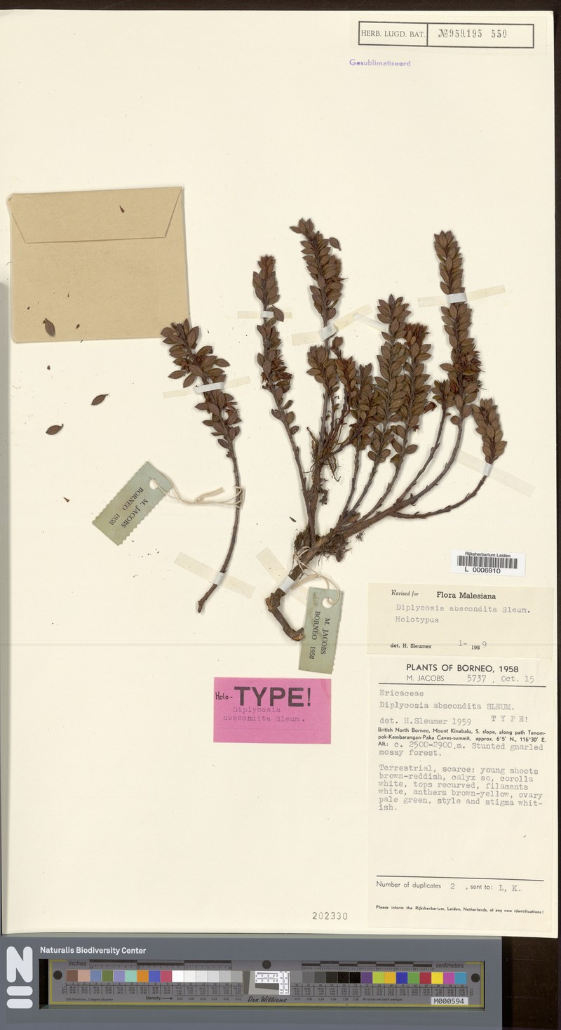 Gaultheria abscondita photo 2