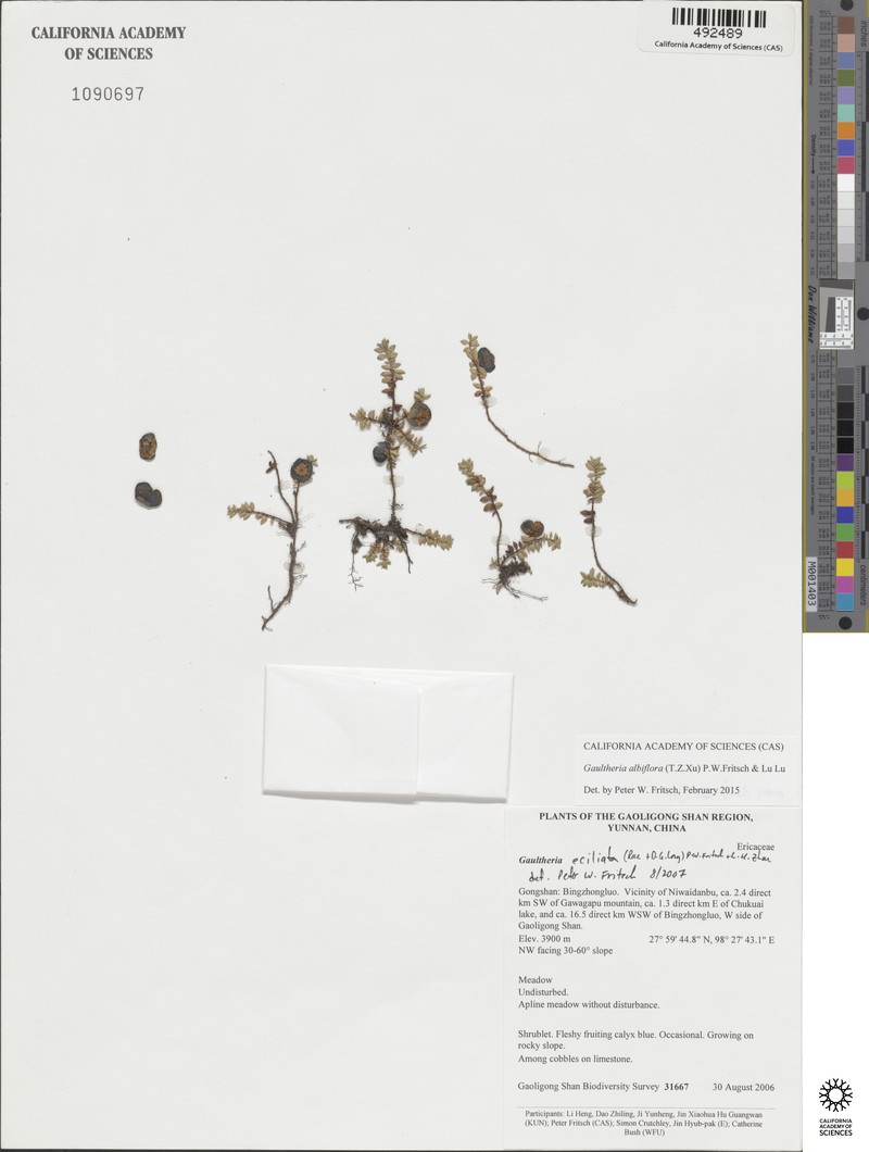 Gaultheria albiflora photo 2