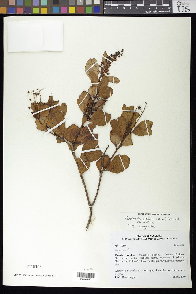 Gaultheria alnifolia var. alnifolia
