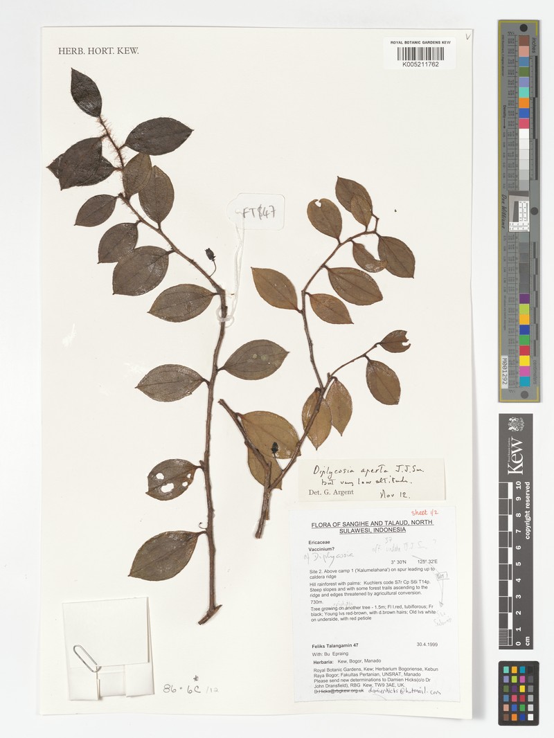 Gaultheria aperta