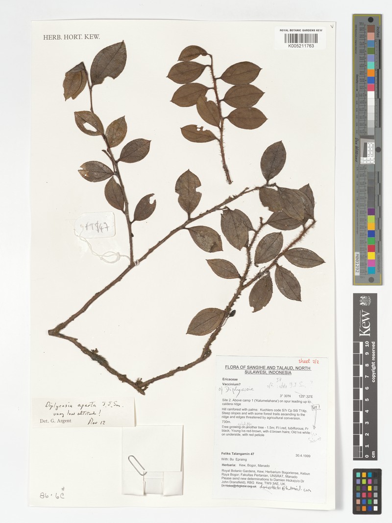 Gaultheria aperta photo 2